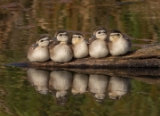 LOL赛事-活塞之道，从底特律的团队胜利到约基奇的欧洲接管—论篮球时空中的统治力迁移