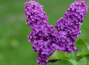 英雄联盟总决赛2025-跨越奥运之门，杰伦格林的关键一夜