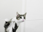 英雄联盟总决赛赛程-逆袭的序章，38岁保罗以关键先生之名，率独行侠掀翻掘金