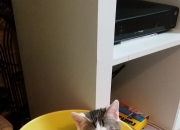 LOL决赛-矛盾之争，多特蒙德以退为进的防守哲学，贝林厄姆破解马竞高压的完美节奏