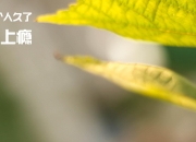 英雄联盟总决赛-备选