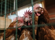 英雄联盟总决赛门票-跨越海峡的致敬，当英超争冠的窒息感，在格列兹曼的怒吼中迸裂