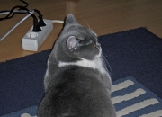 LOL决赛-丹麦单节闪电战拉开罗马，库尔图瓦神勇难救主成焦点