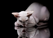 LOL赛事-年度焦点之战，无名火箭击碎钢铁深圳，以弱胜强的篮球启示录