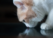 英雄联盟总决赛门票-草根的逆袭，蒂亚戈爆发！安哥拉如何用非洲节奏全面压制荷兰巨轮