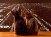 英雄联盟总决赛门票-命悬一线的奥运门票，喀麦隆钢与火的对决中加时鏖战塞内加尔