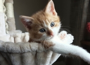 英雄联盟总决赛-奥利维耶之枪，阿尔及利亚的觉醒之夜与墨西哥的命运拐点