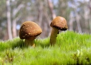 英雄联盟总决赛门票-唯一穆勒，一场定义传奇的90分钟