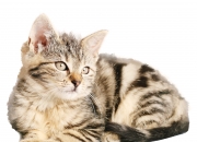 英雄联盟总决赛直播-当加勒比海风席卷亚平宁—洪都拉斯踏平罗马的奥运足球启示录