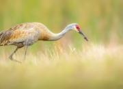 英雄联盟总决赛赛程-节奏大师的独白，罗德里戈如何用悬浮时差肢解德甲巨人