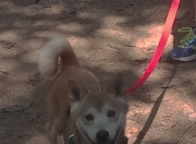 英雄联盟总决赛门票-绿茵场上的绝杀三分，塔图姆如何用一场球赛定义2026世界杯之夜