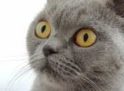 英雄联盟总决赛2025-足球双雄，加纳碾压喀麦隆，努涅斯欧冠决赛接管比赛