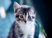 英雄联盟总决赛直播-维京战吼与武士刀的交锋，门迪一扑定乾坤