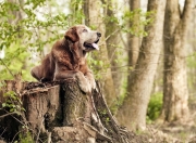 英雄联盟总决赛门票-团队铁血遭遇天才闪光，土耳其晋级夜，黄喜灿一箭穿心