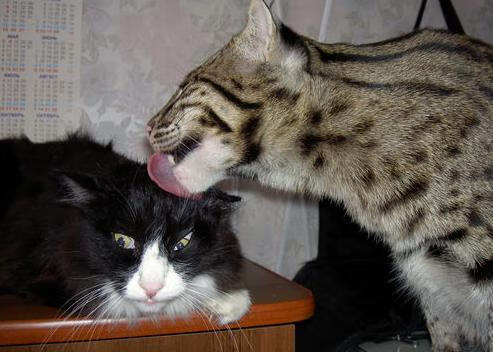 友谊之桥，利物浦传奇队慈善赛逆转阿尔及利亚，萨卡进攻端无人可挡