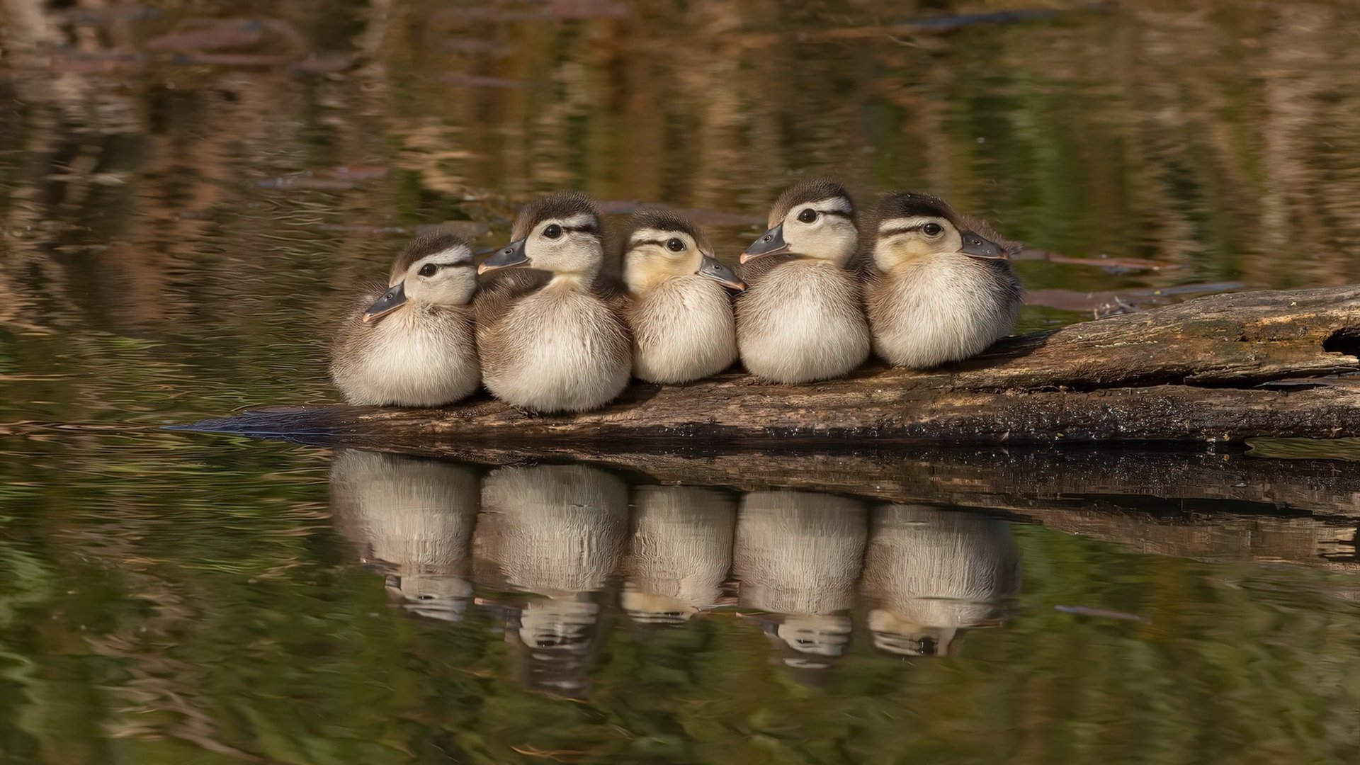 活塞之道,从底特律的团队胜利到约基奇的欧洲接管—论篮球时空中的统治力迁移