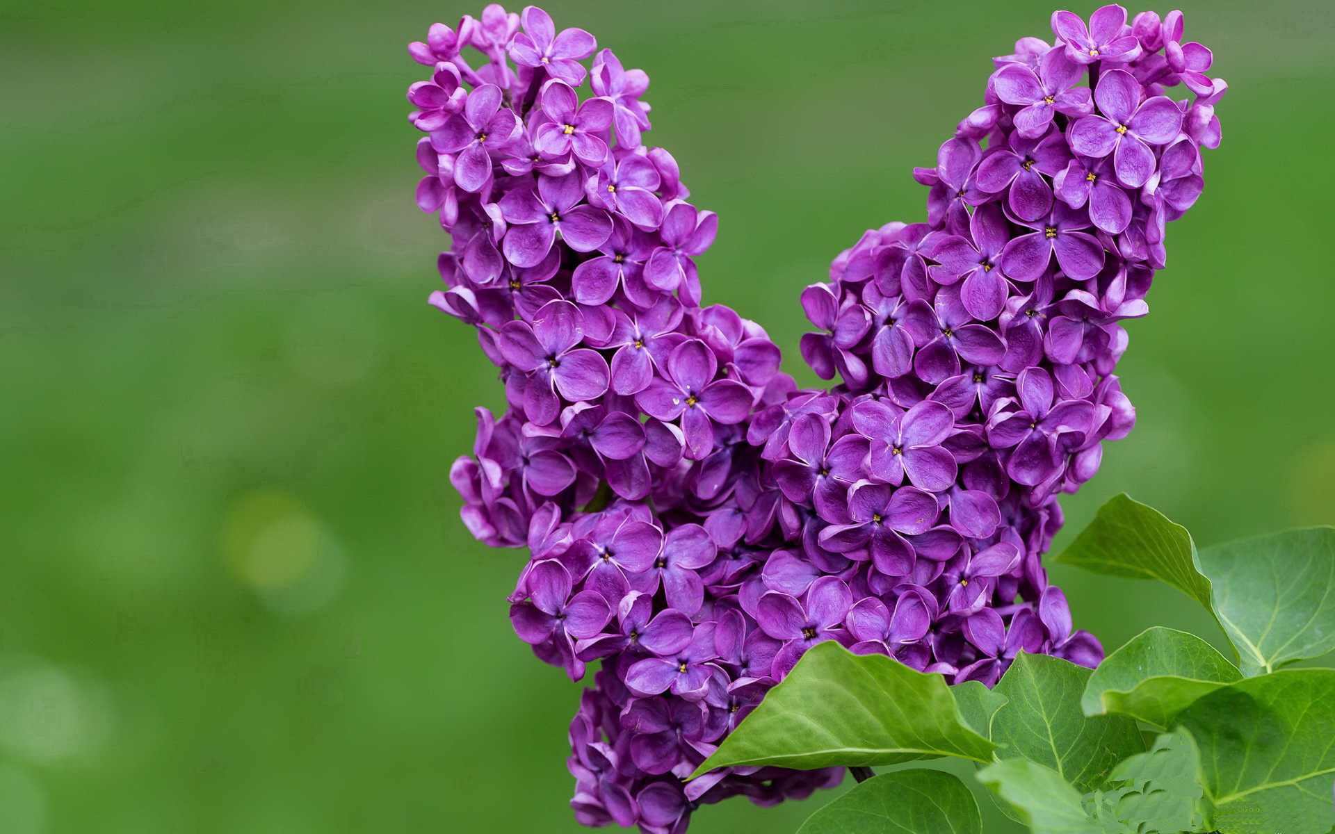 跨越奥运之门，杰伦格林的关键一夜