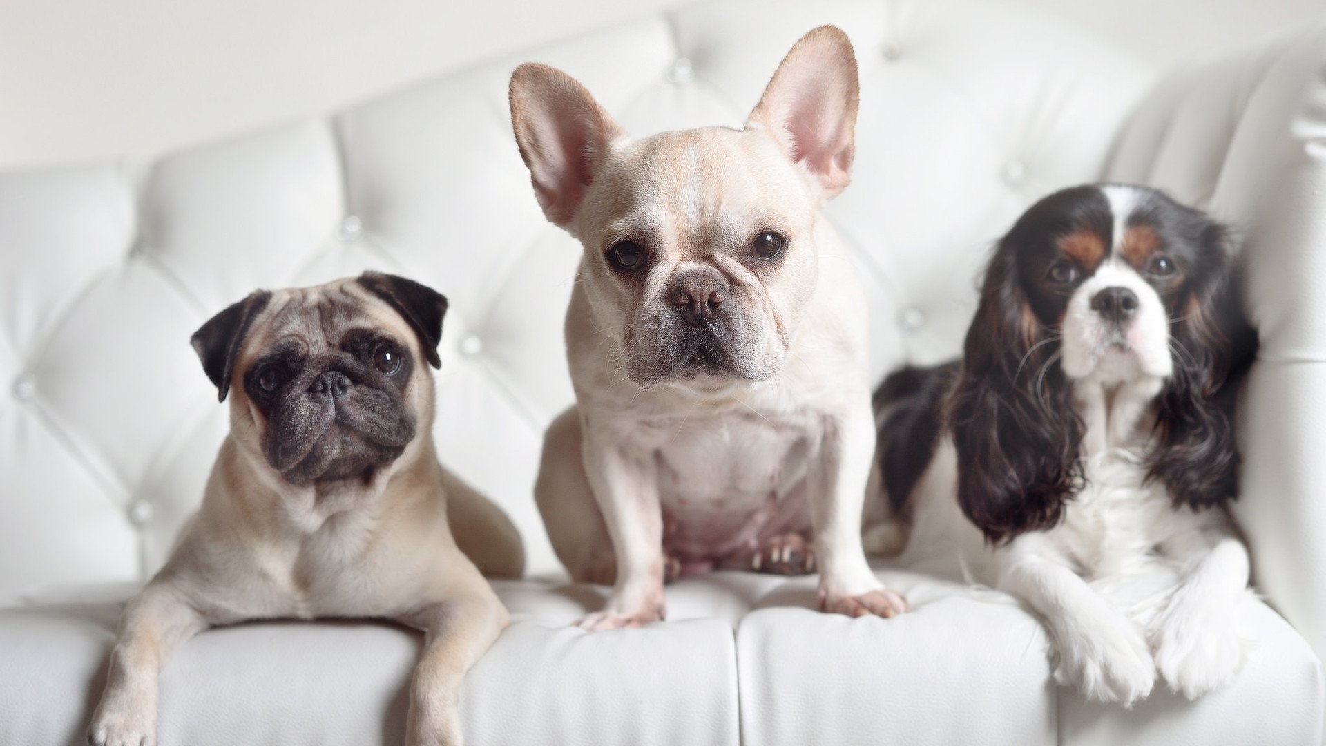 节奏大师与火焰舞者，深圳队以爵士乐章驯服野性，布克独奏点燃全场