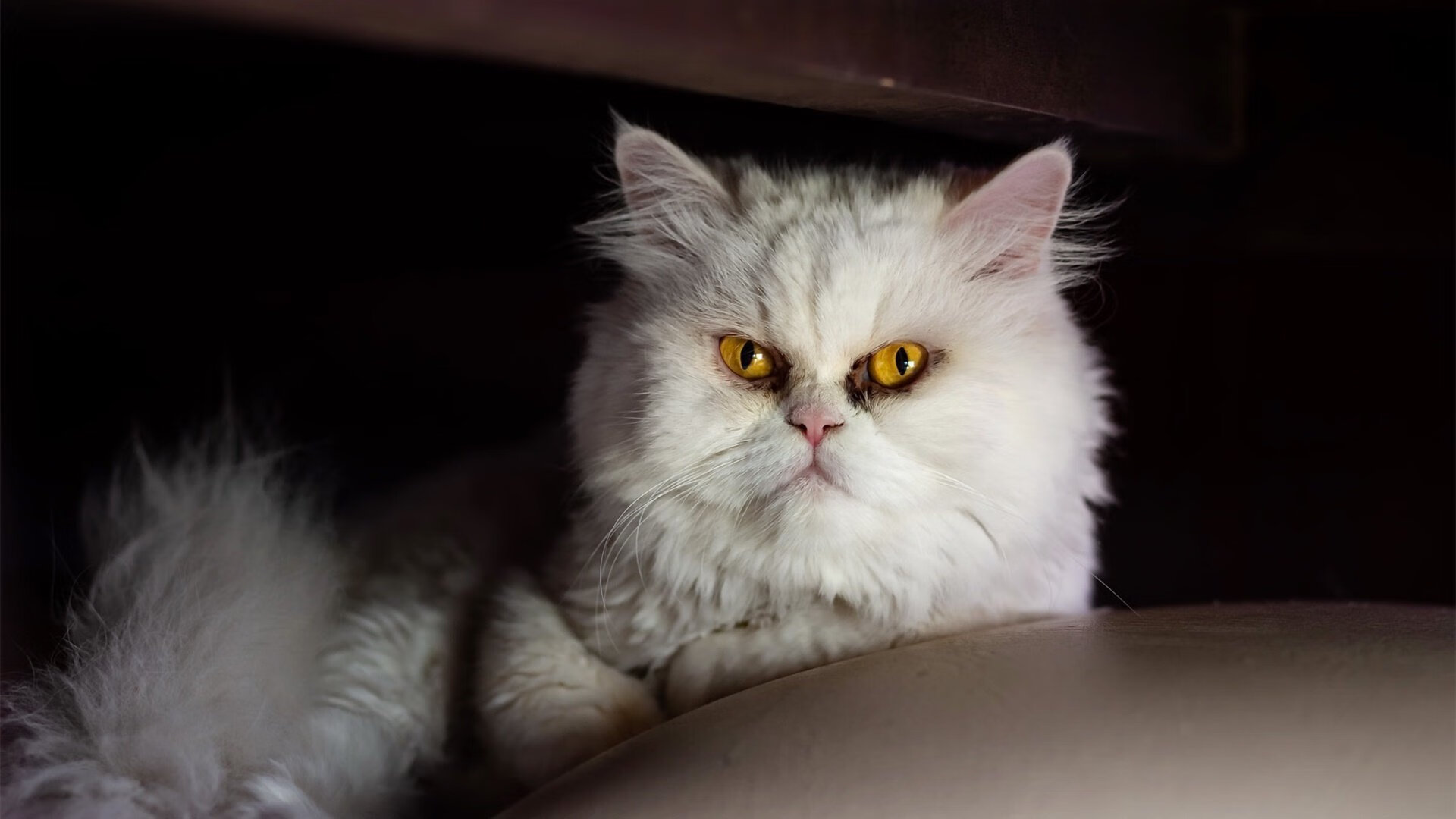 莱奥之星照耀卡尔德隆,阿根廷魔法师一锤定音,马竞主场力克黄潜