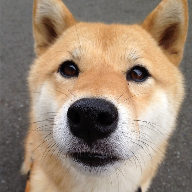 唯一性之光,伦纳德教科书表现照亮雄鹿巅峰对决火箭胜利