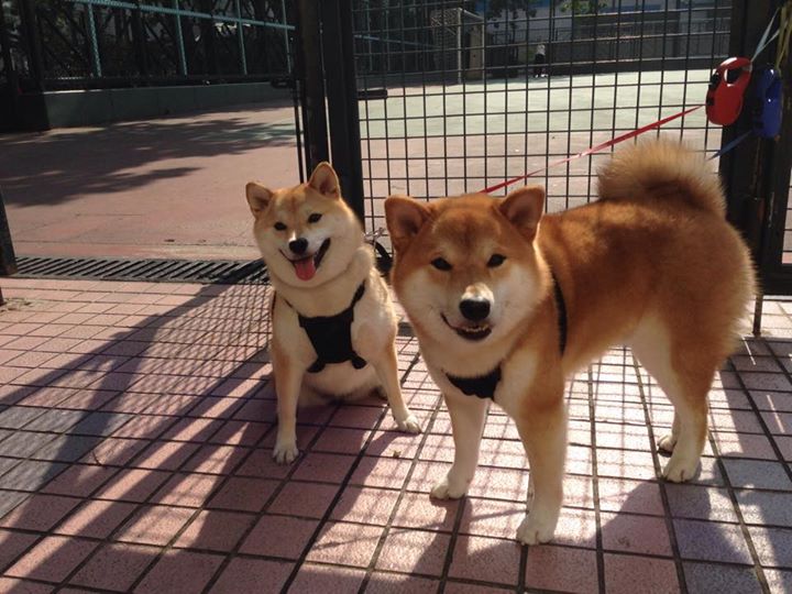 红与蓝的史诗,北境利刃刺破苍穹,意大利铁链锁不住丹麦童话的余晖