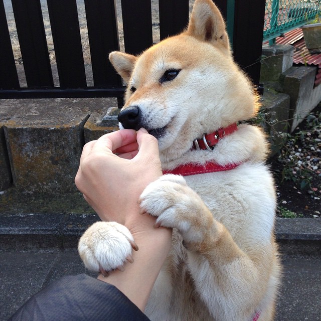 神话重演,托尼一锤定音,波兰强势攻克丹麦防线