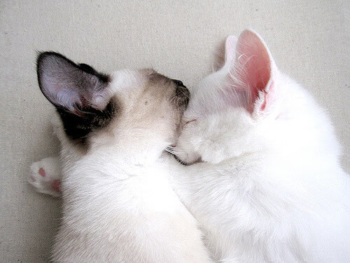 左岸右岸,当C罗点燃生涯之夜,新西兰以文化铁壁锁死艺术佛罗伦萨