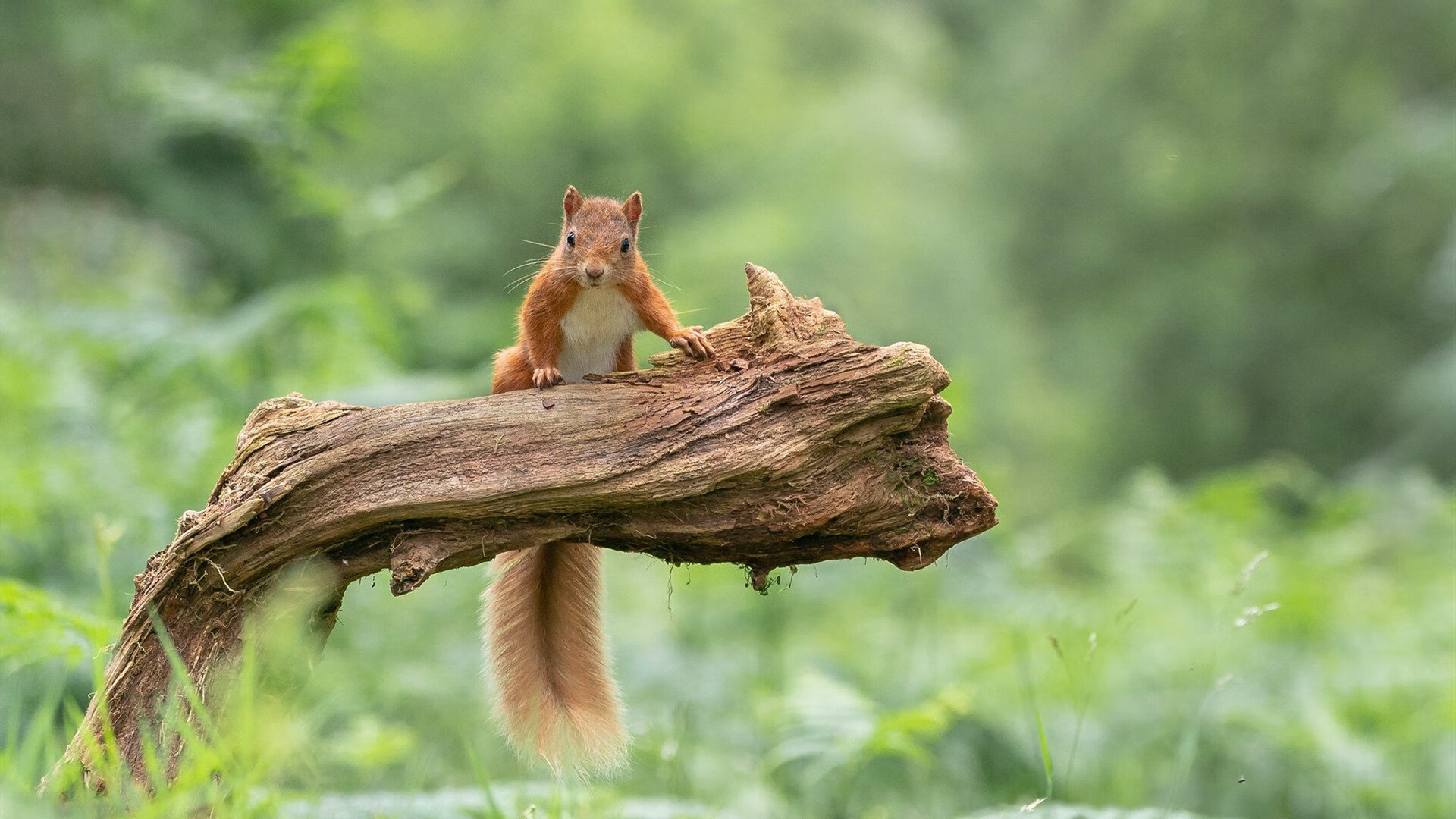 虚拟战争英雄，当苏亚雷斯在总决赛接管比赛