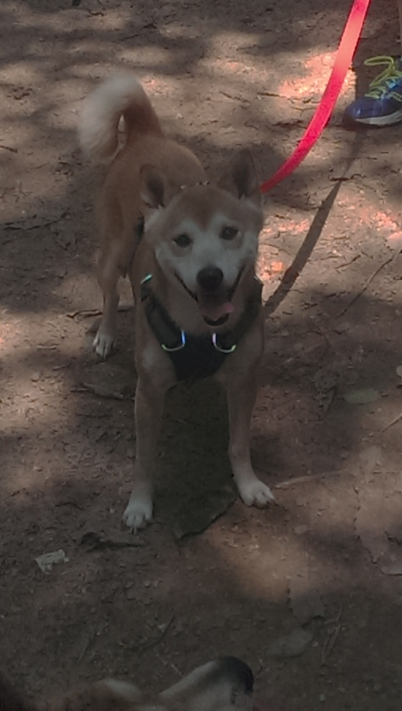 绿茵场上的绝杀三分,塔图姆如何用一场球赛定义2026世界杯之夜