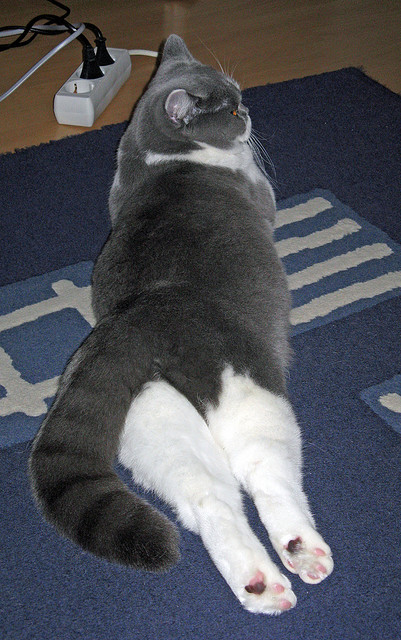 大场面先生巴斯托尼!哥斯达黎加封锁新西兰,球迷疯狂了!