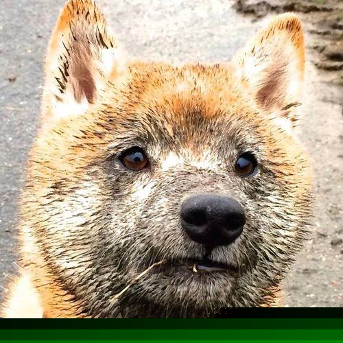 世纪平行宇宙,沙特补时绝杀尤文,卡马文加抢七轰50分!我们的夜晚,是两颗恒星交错的轨迹