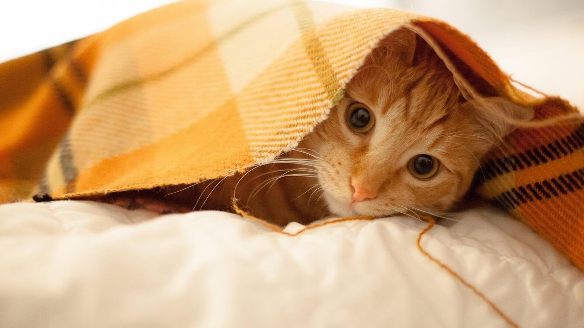 墨西哥双重荣耀,足球压制几内亚,布鲁诺东决称王