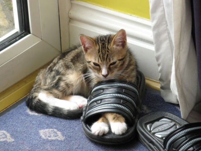 隐形战场的重叠身影,当1950年的坚韧对上2024年的魔笛