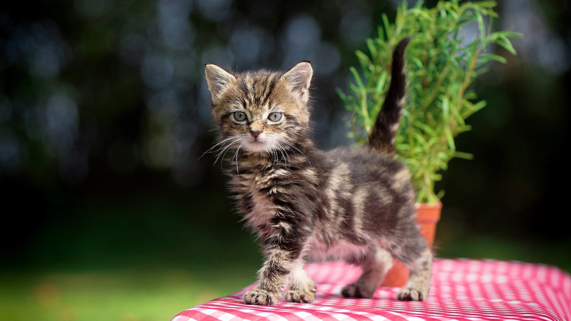 从绿茵场到赛车场，当库尔图瓦在银石扑出杆位，我们看见了什么？